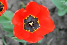 Binnenkant van een rode tulp