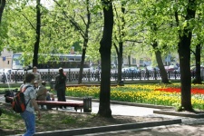 Duże drzewa w parku w Moskwie