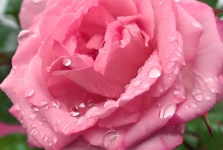 粉红玫瑰，雨天