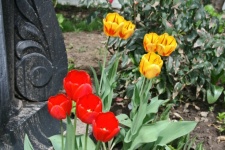 Piros és sárga tulipánok egy kolostorban