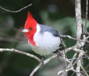Pássaro vermelho