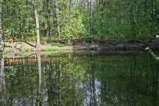 отражение деревьев в воде
