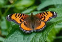Butterfly Macro Closeup