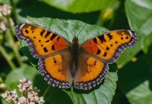 Butterfly Macro Closeup