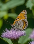 Butterflies Macro Close-up