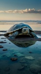 Broască țestoasă