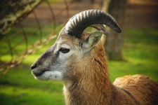 Ram Moufflon Moufflon Wild Sheep