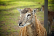 Wild Sheep Ram Animal Portrait