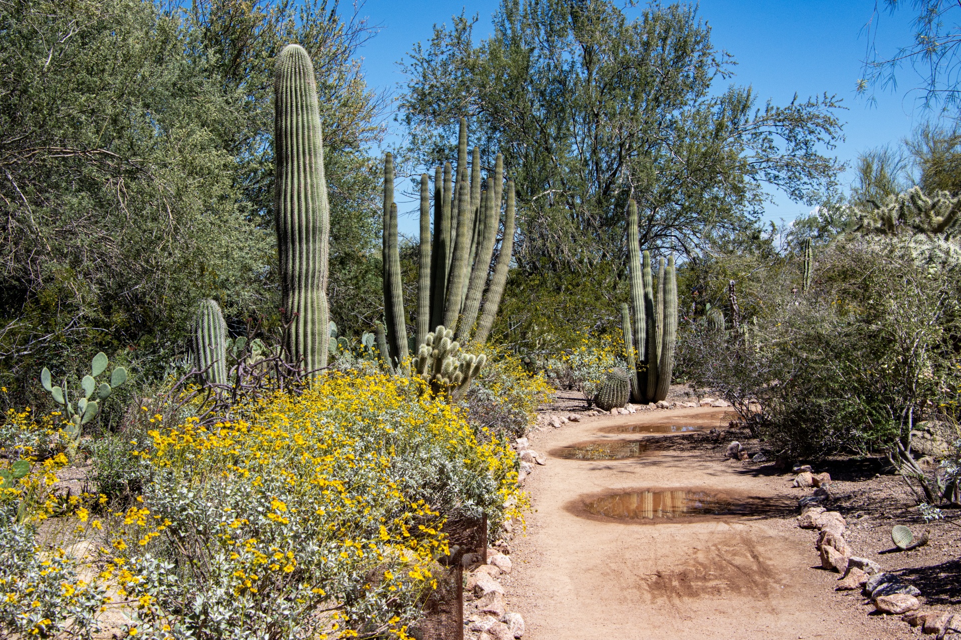 Arizona Desert Landscape Photo Free Stock Photo - Public Domain Pictures