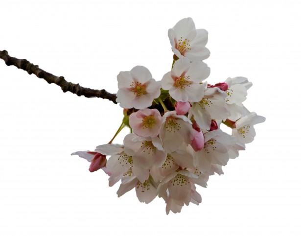 La flor de cerezo Flores Stock de Foto gratis - Public Domain Pictures