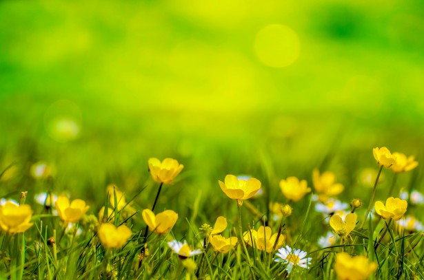 Natural Backgrounds With Flowers Free Stock Photo - Public Domain Pictures