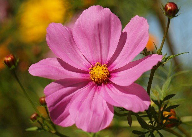 Pink Cosmos Free Stock Photo - Public Domain Pictures