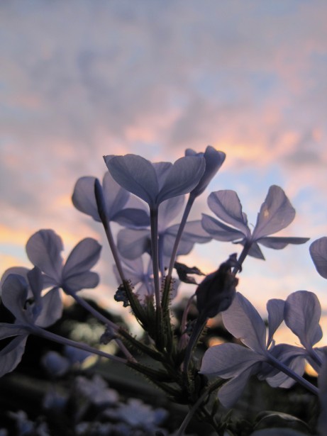 графит цветы на фоне неба Бесплатная фотография - Public Domain Pictures