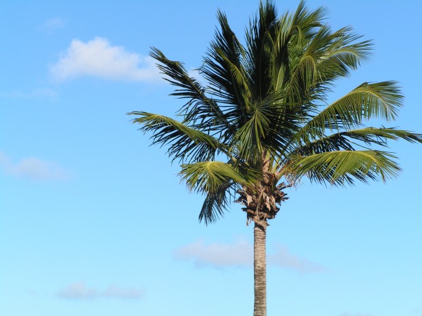 Single Palm Tree Free Stock Photo - Public Domain Pictures