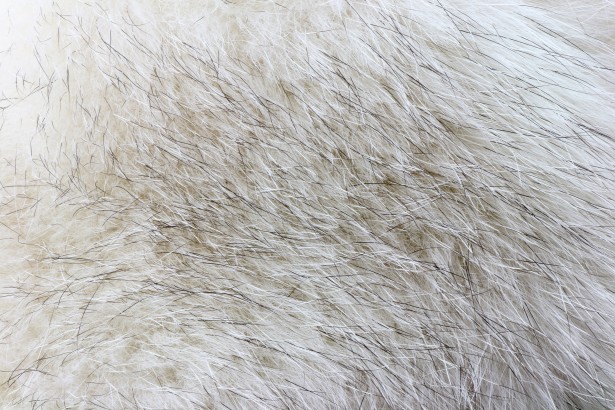 Fox`s eyes [Solitaria] Soft-fur-texture-1