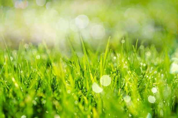 green grass with spring sunlight