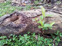 A Bud On The Tree Root