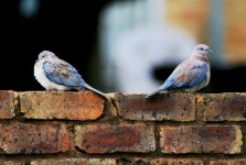 Une paire de rire colombes sur un mur