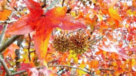 Herfstbladeren kleuren