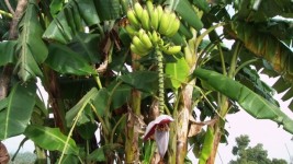 Banana träd
