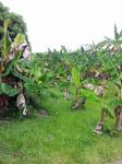 Campo de la planta de plátano árbol