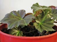 Begonia Pot Plant
