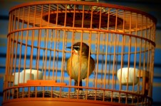 Bird In Cage