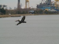 Vogel over Water