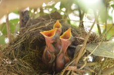 Vogels in een Nest