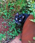 Black Cat In Garden
