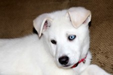 Blue and brown eyed puppy 2