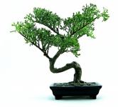 Drzewa bonsai
