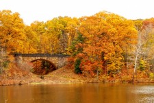 Ponte na floresta do outono
