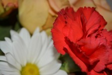 Carnation Gänseblümchen-Blumen-Kunst-Par