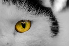 Ochi de pisica