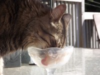 Kočka lízání mísa