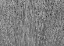 Porumb Broom Textura II