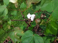 Cotton plant with buds