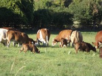 Kühe auf dem Gebiet