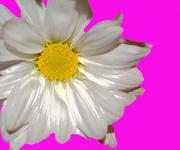 Gänseblümchen-Blüten-Flora
