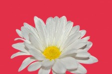 Gänseblümchen-Blüten-Blumen