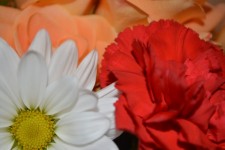 Gänseblümchen-Blüten-Blumen Makro Mum