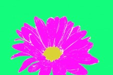 Gänseblümchen-Blüten-Flora