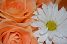 Daisy-Party Roses Natur Bunte