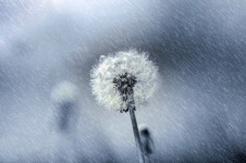 Dandelion in the rain