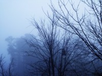 暗い木々、冷たい霧