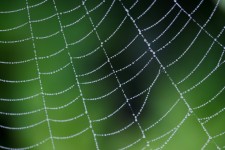 Dauw op een spinnenweb