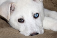 Different Color Eyes