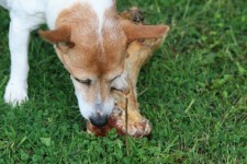 Dog tucking into bone