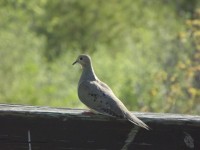 ログオン鳩